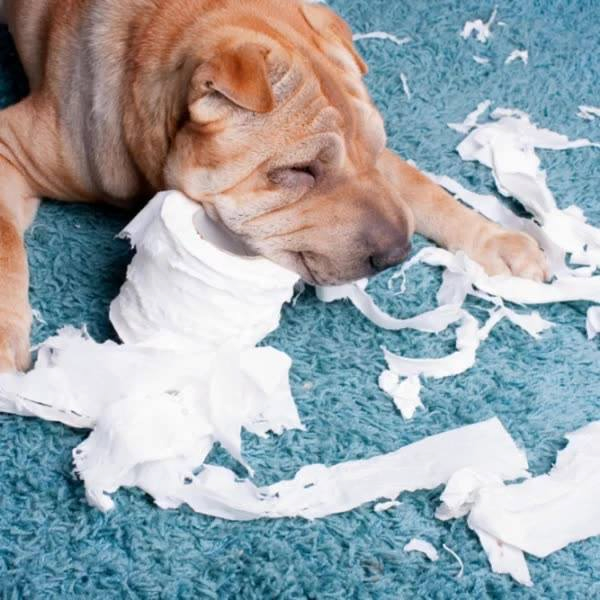 Dog with toilet paper on carpet floor